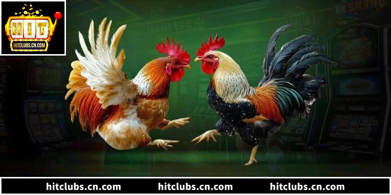 Đá gà Hitclub cung cấp sảnh cược trực tiếp uy tín nhất