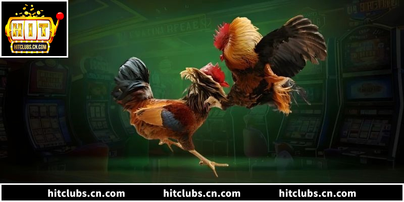 Đá Gà Hitclub - Sảnh Cược Trực Tiếp Uy Tín Nhất Năm 2026