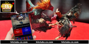 Bảo Mật Và Nạp Rút Khi Chơi Đá Gà Cựa Sắt Tại Hitclub