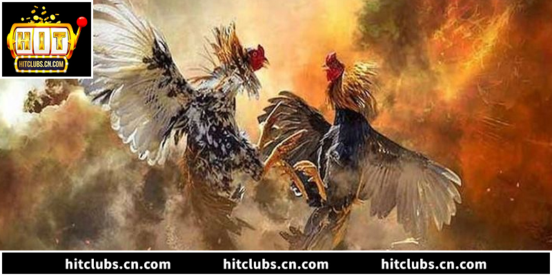 Bí kíp quản lý vốn thông minh khi xem trực tiếp đá gà C1