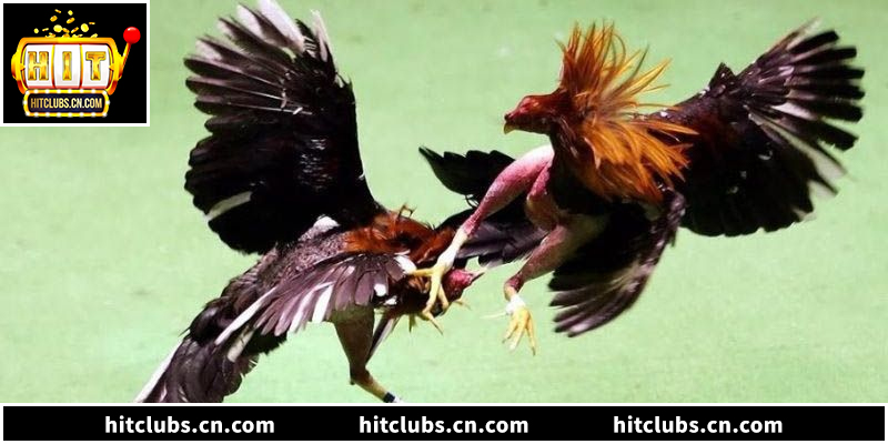 Bí kíp soi kèo đá gà Thomo thực chiến cùng Hitclub