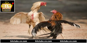 Bí Quyết Soi Kèo Đá Gà Thomo Và Luật Ngầm Từ Chuyên Gia